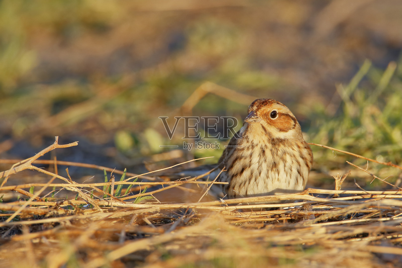荷兰一种在地面上觅食的小木耳照片摄影图片