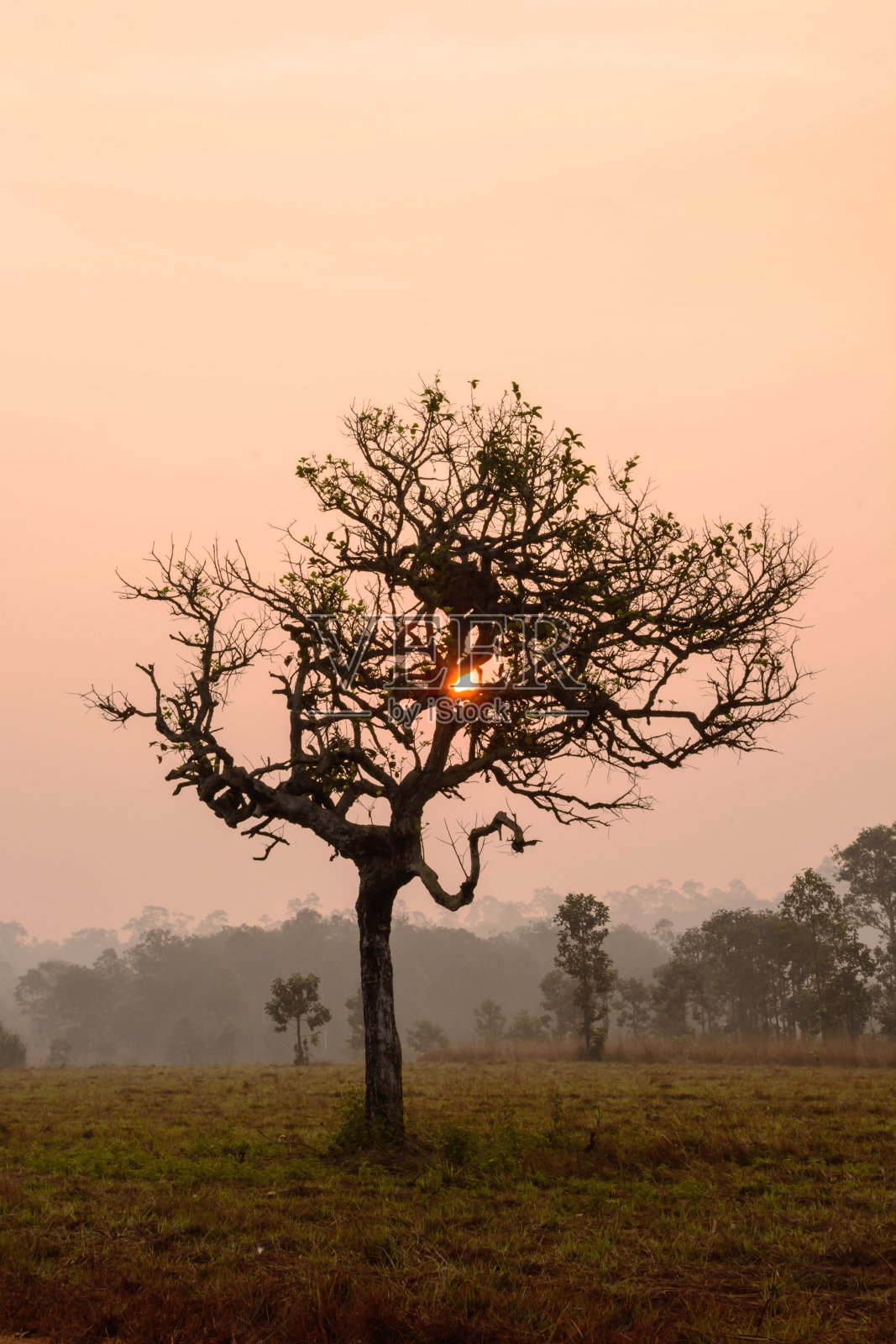 日出和晨雾中树的剪影照片摄影图片