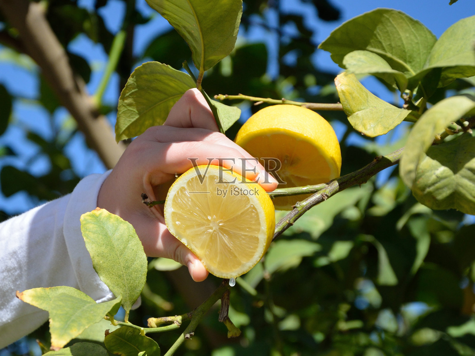 挤压柠檬照片摄影图片