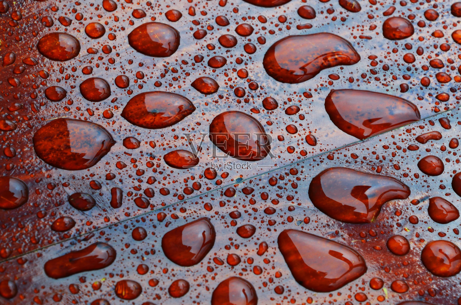 滴在木照片摄影图片