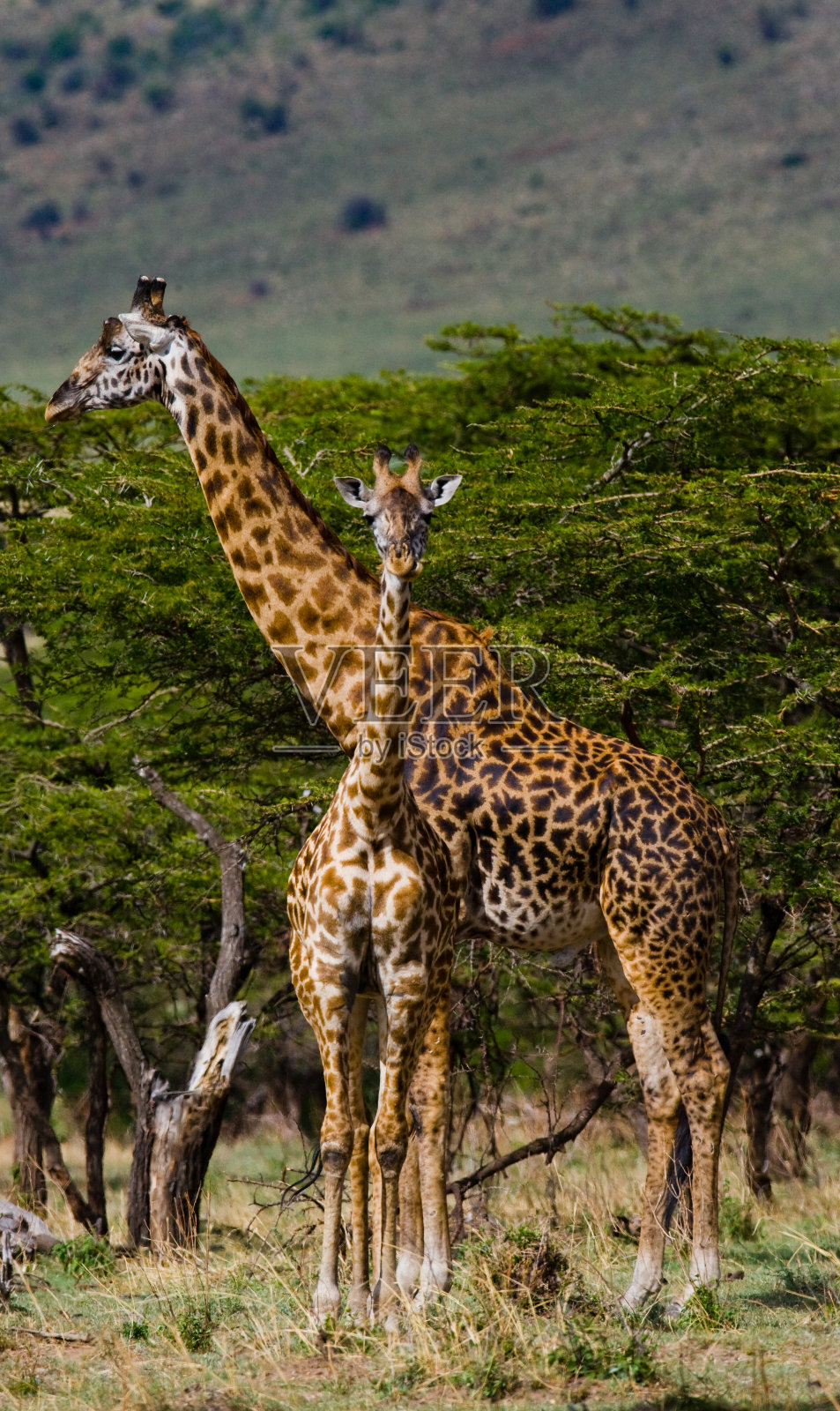 大草原上的雌性长颈鹿和一个婴儿。照片摄影图片