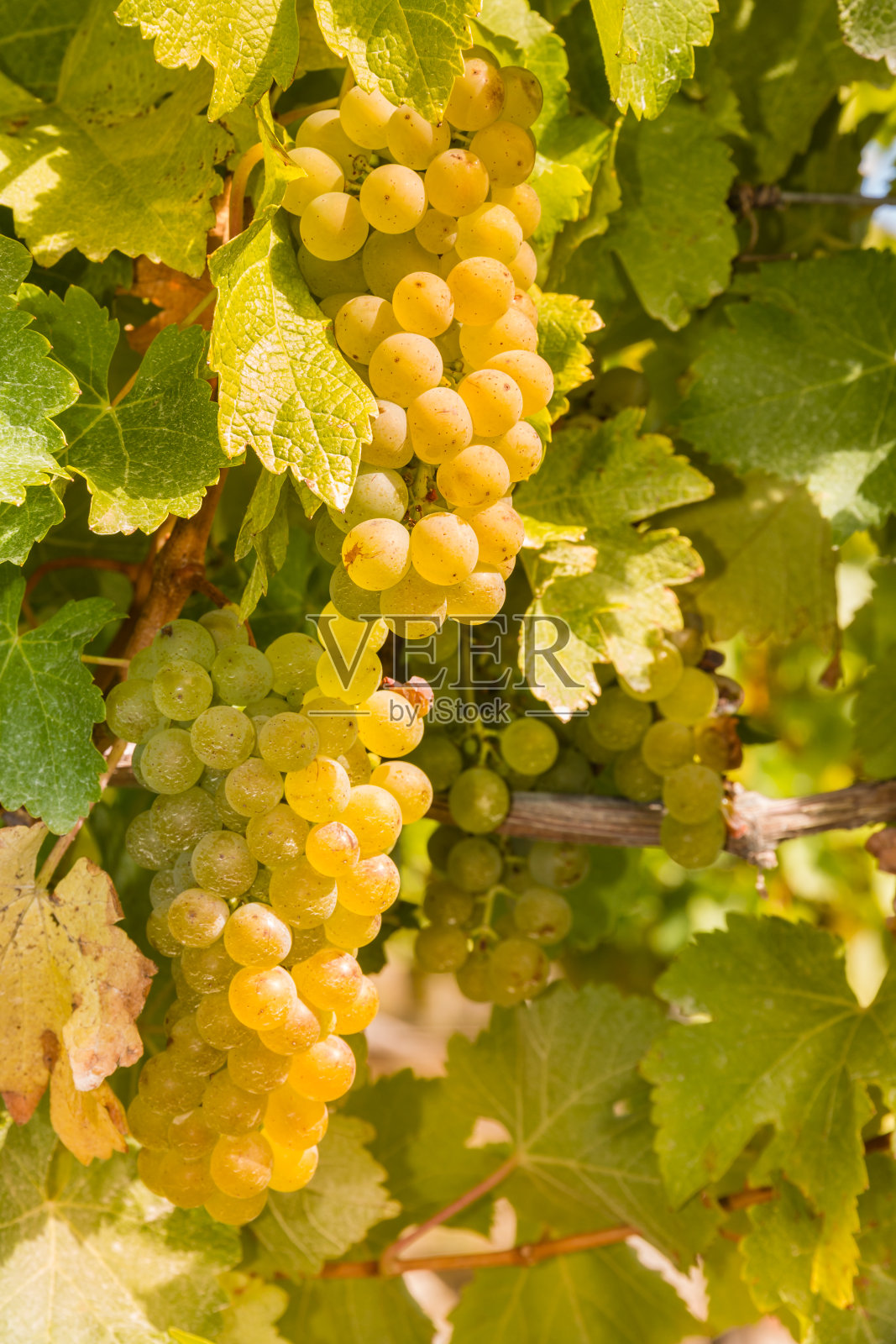 葡萄园里的葡萄藤上挂着成熟的葡萄照片摄影图片