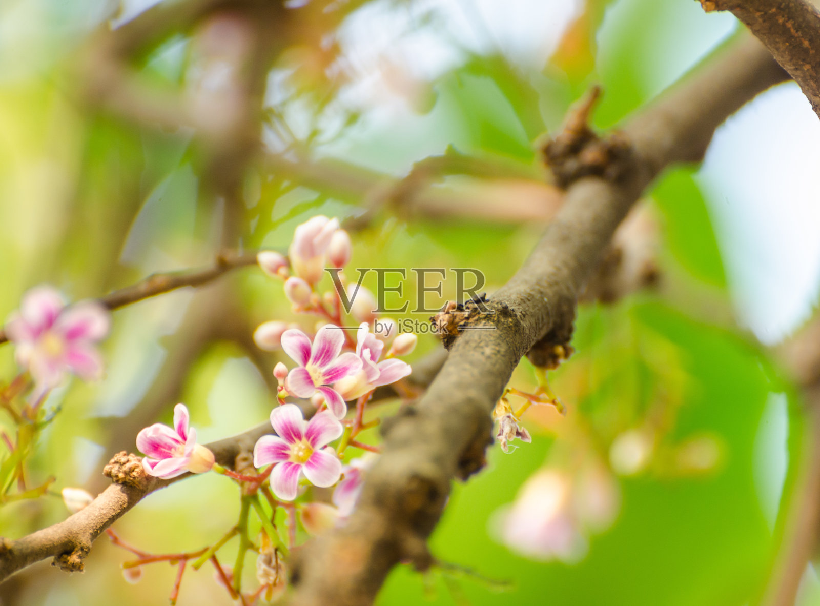 小粉红花朵照片摄影图片