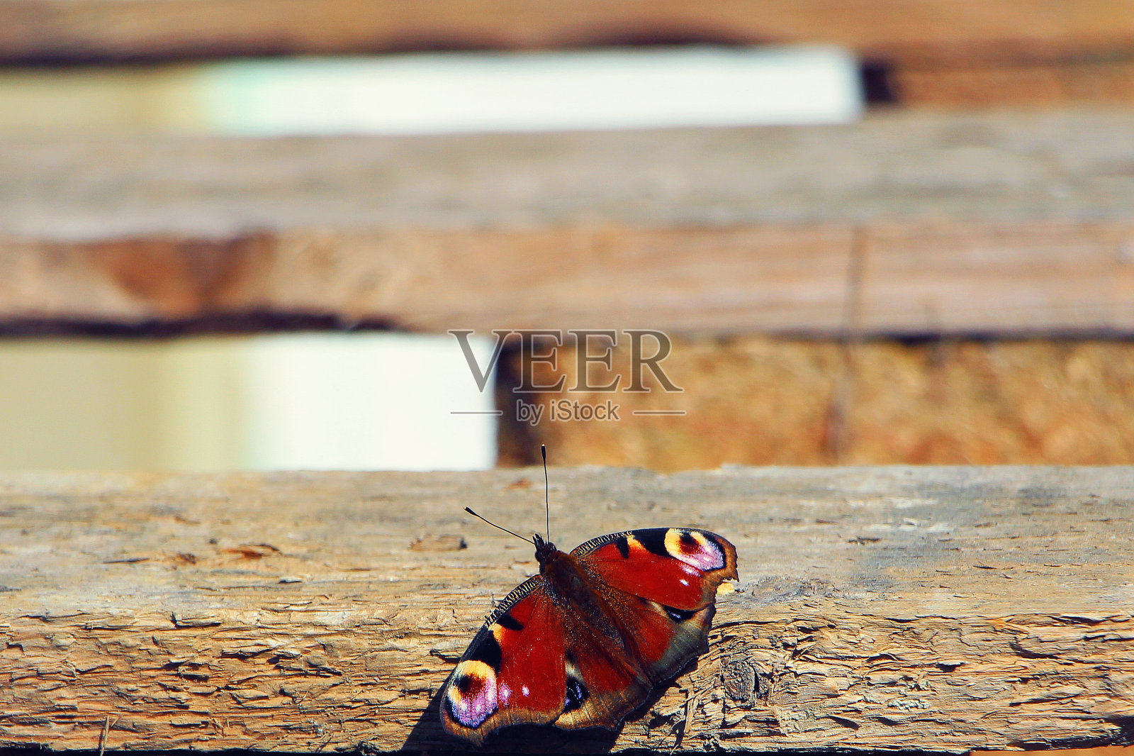 孔雀蝶照片摄影图片
