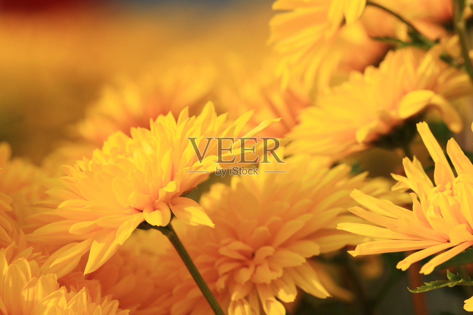 花，花菊花，在大自然照片摄影图片