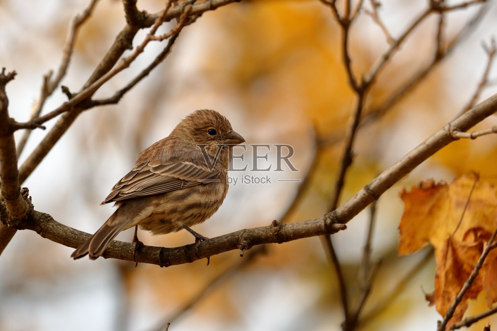 秋天的房子雀照片摄影图片
