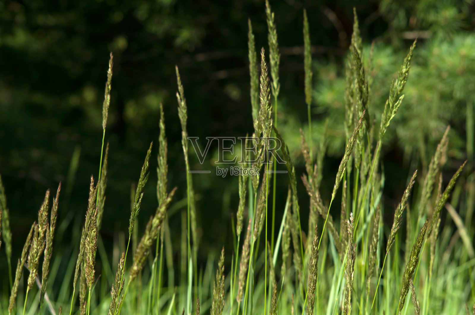 草在夏天长在田野上照片摄影图片