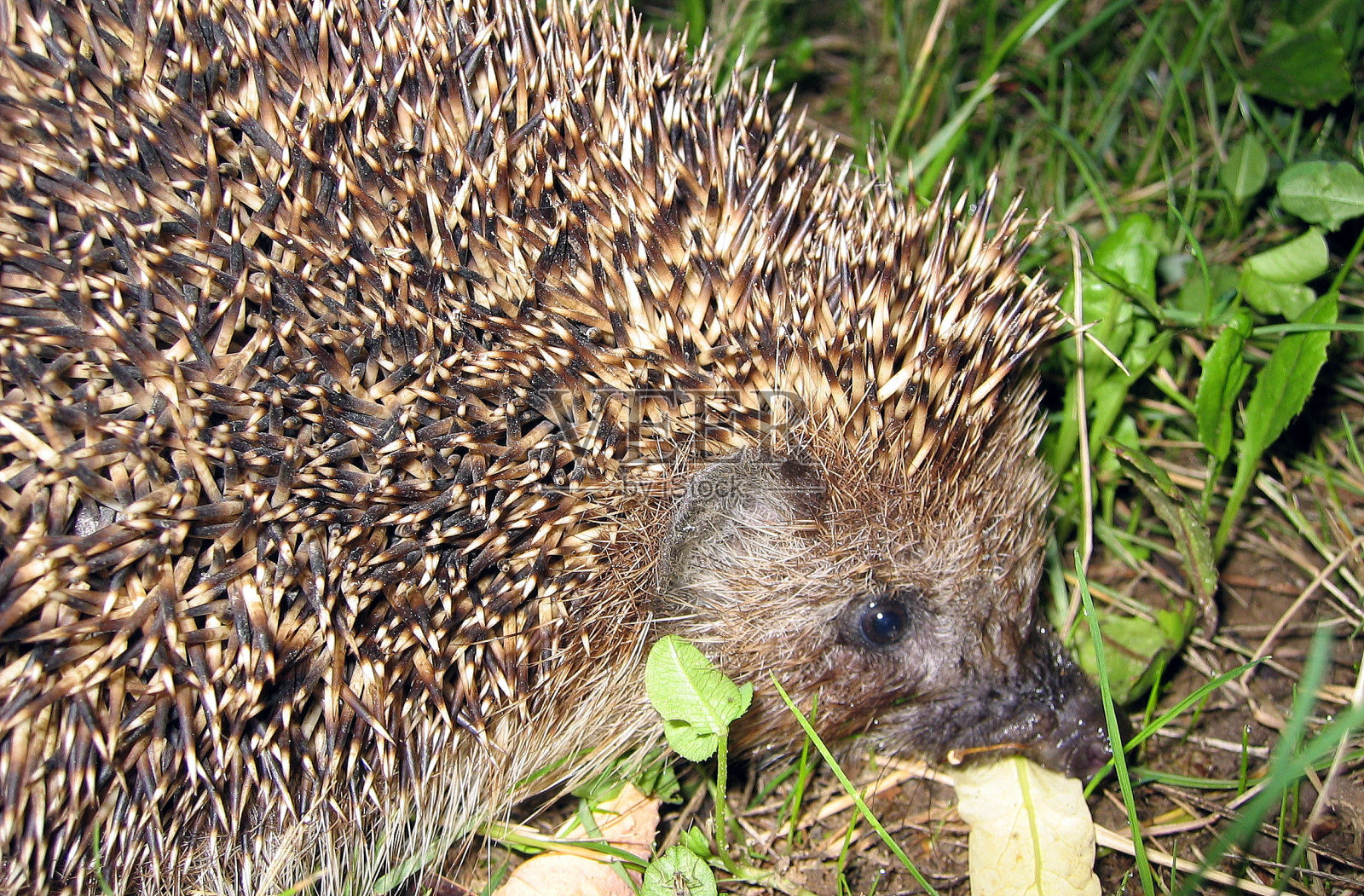 波兰的自然风光照片摄影图片