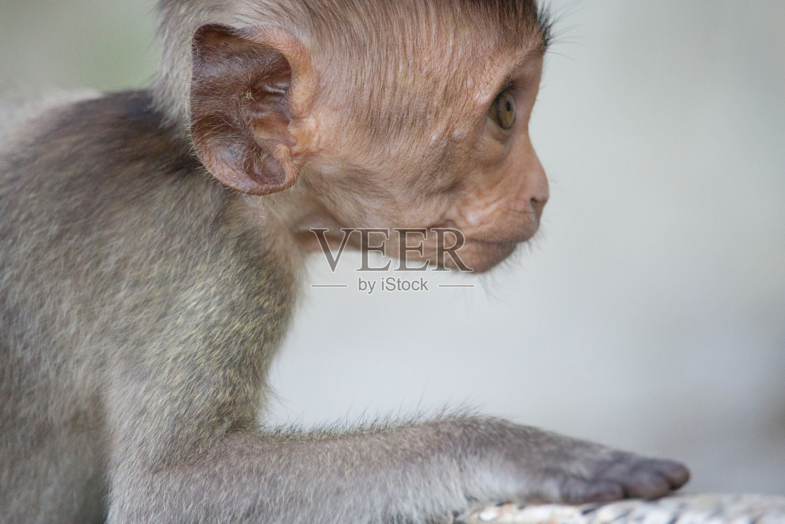 可爱的猴子照片摄影图片