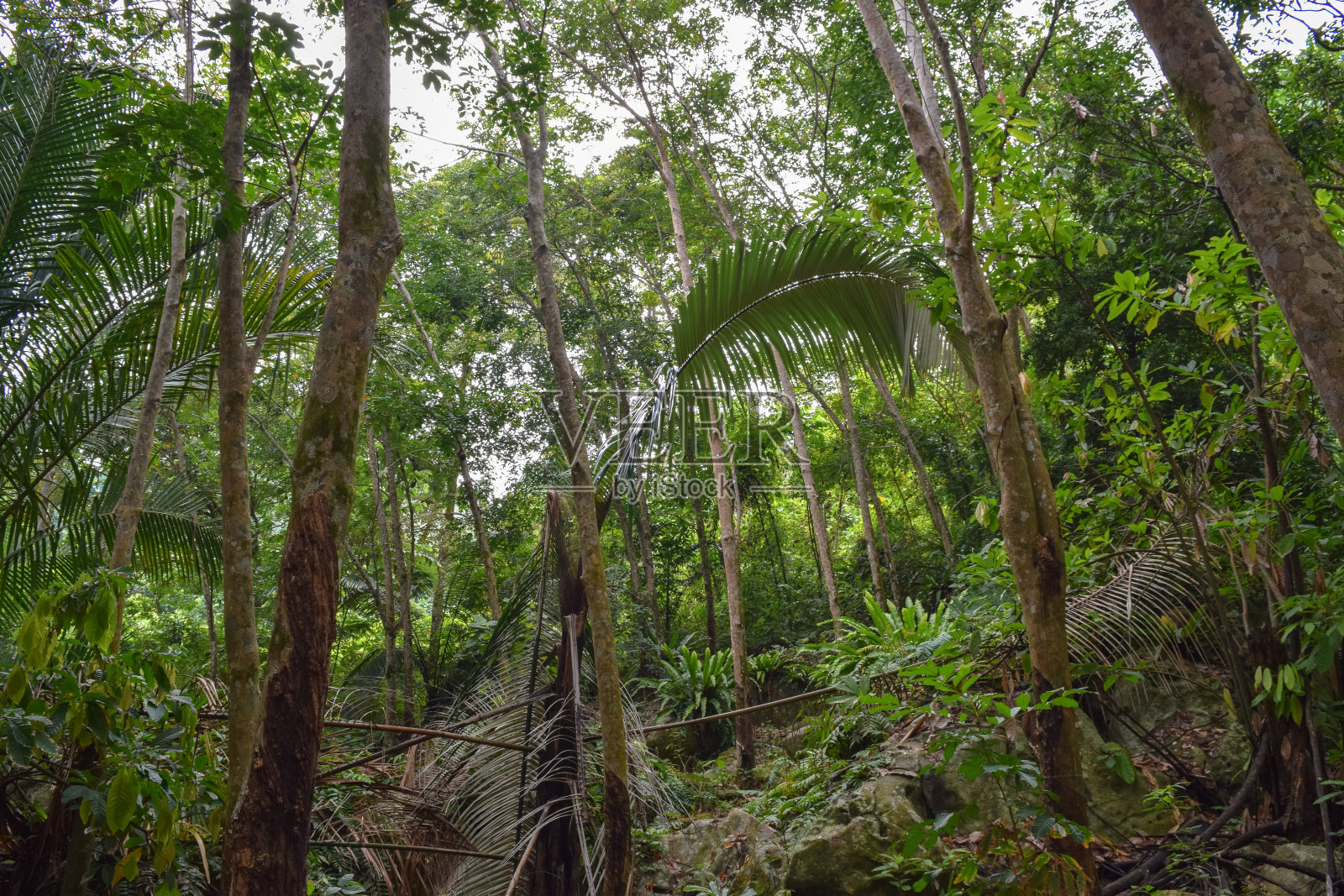 马来西亚的性质。鲜花和植物照片摄影图片