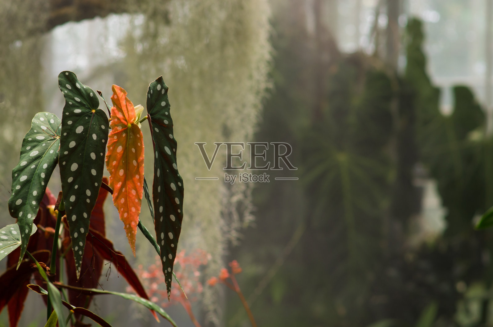 温室植物照片摄影图片