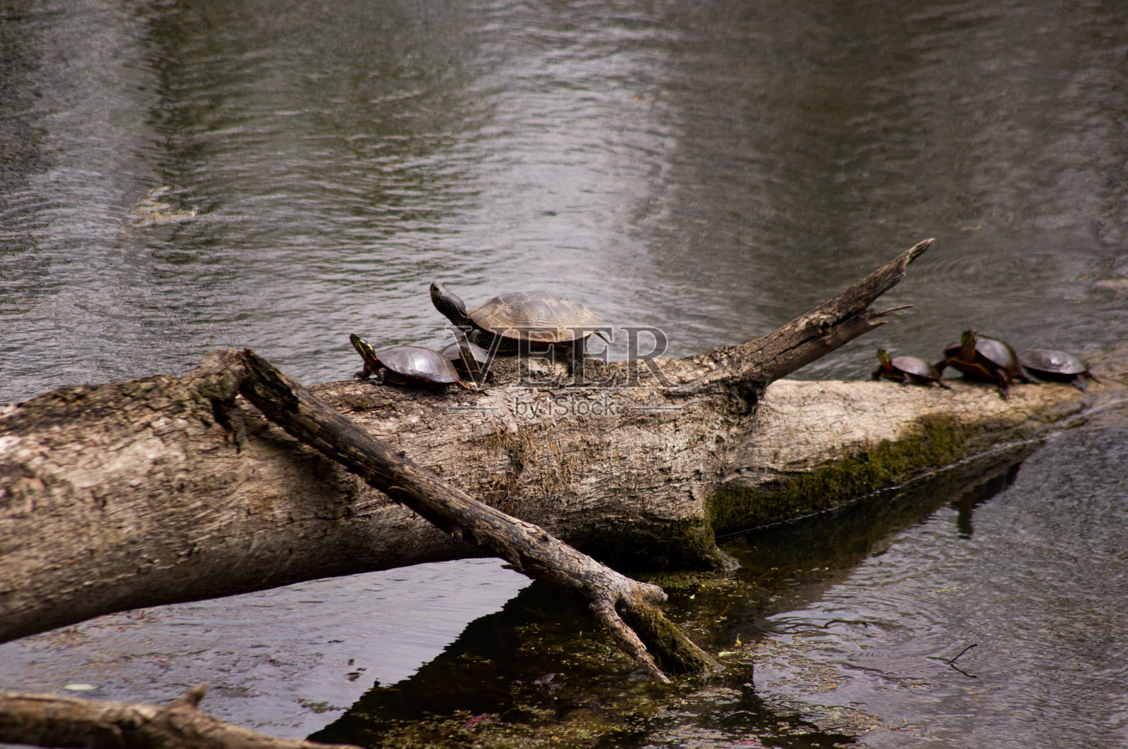 龟群照片摄影图片