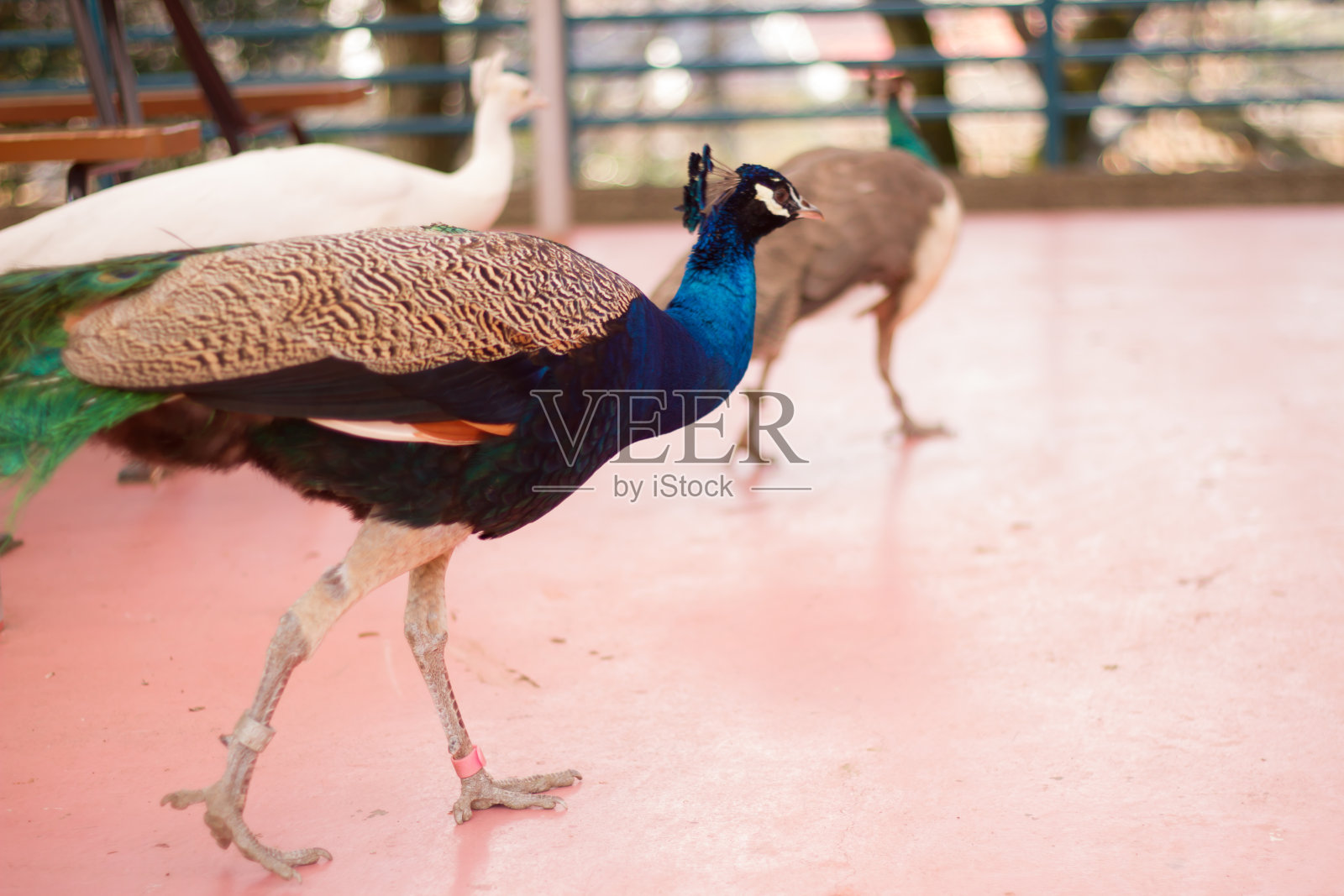 小鸡照片摄影图片