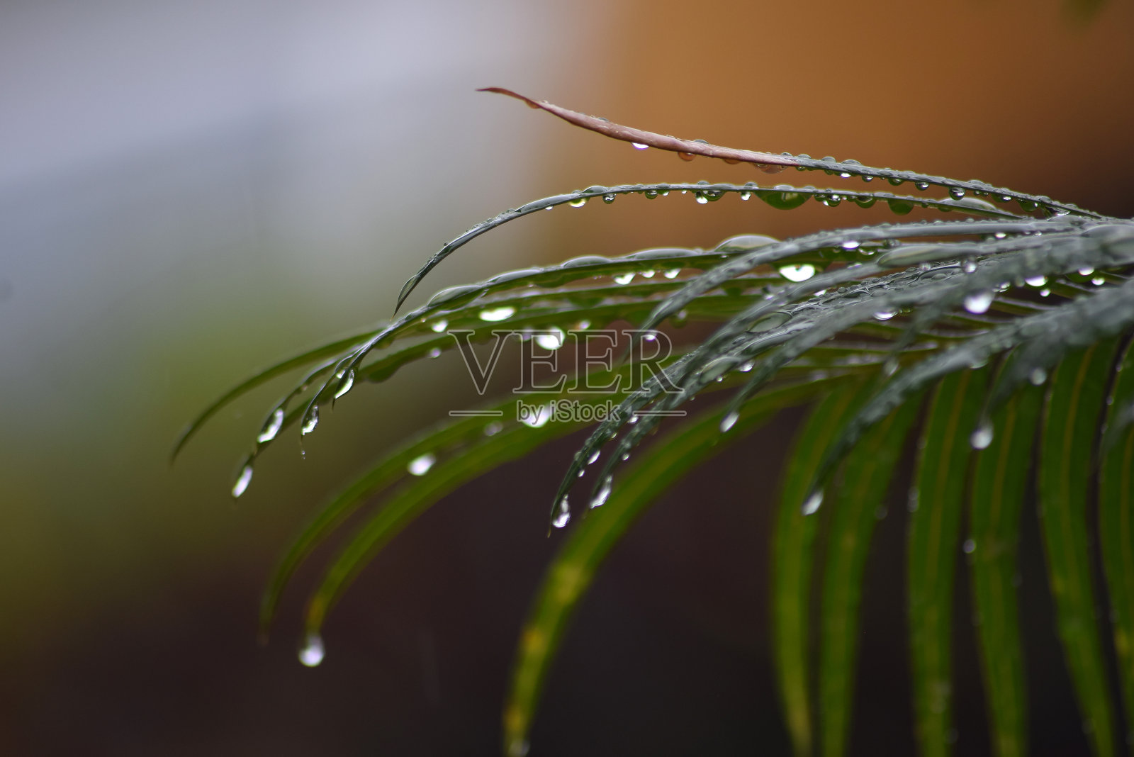 鲜热带棕榈叶照片摄影图片