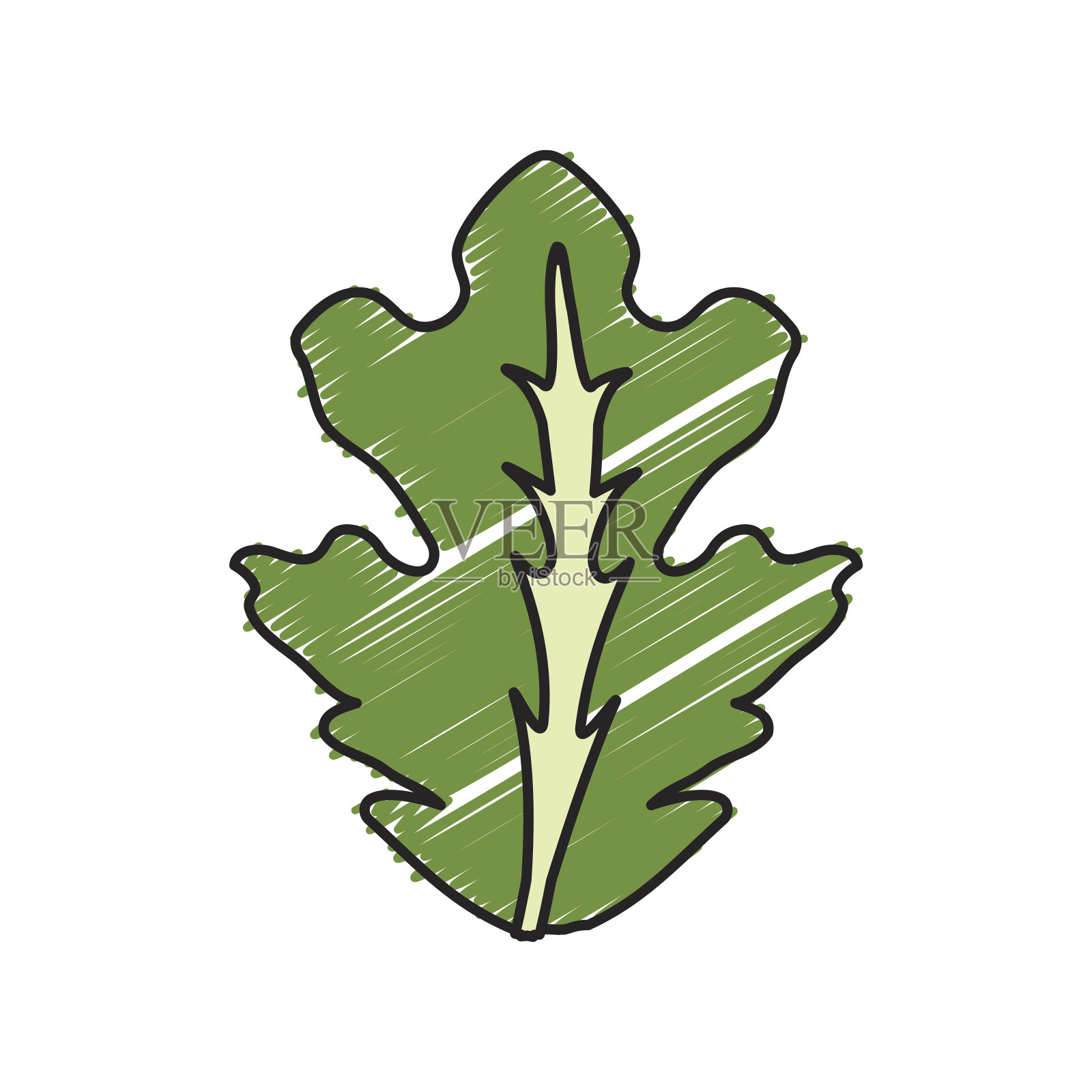 美味的叶莴苣器官食品设计元素图片