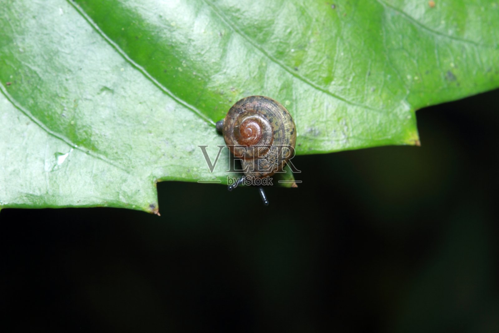 蜗牛在叶照片摄影图片