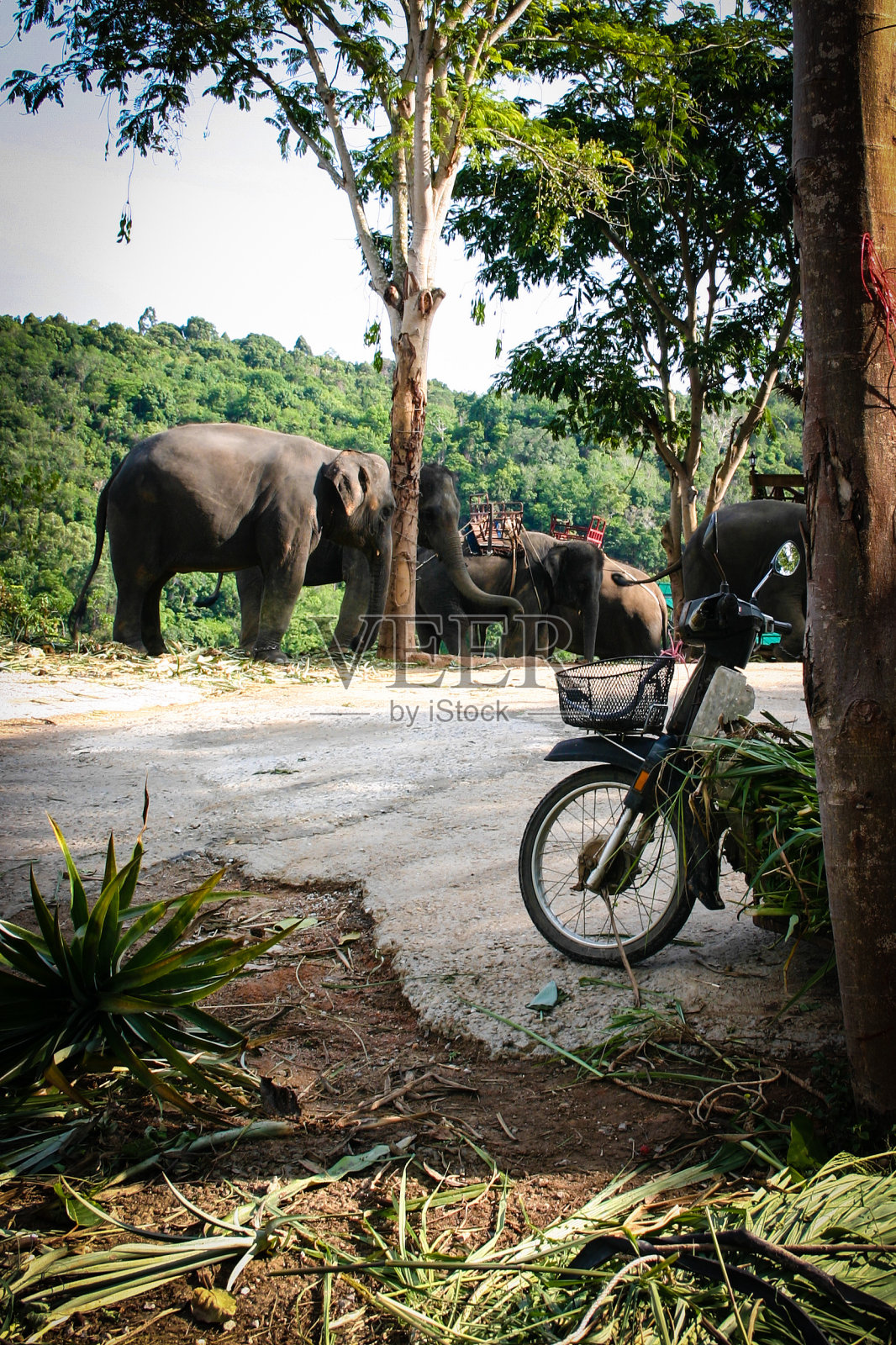 大象在路上。俯瞰岛屿景观。照片摄影图片