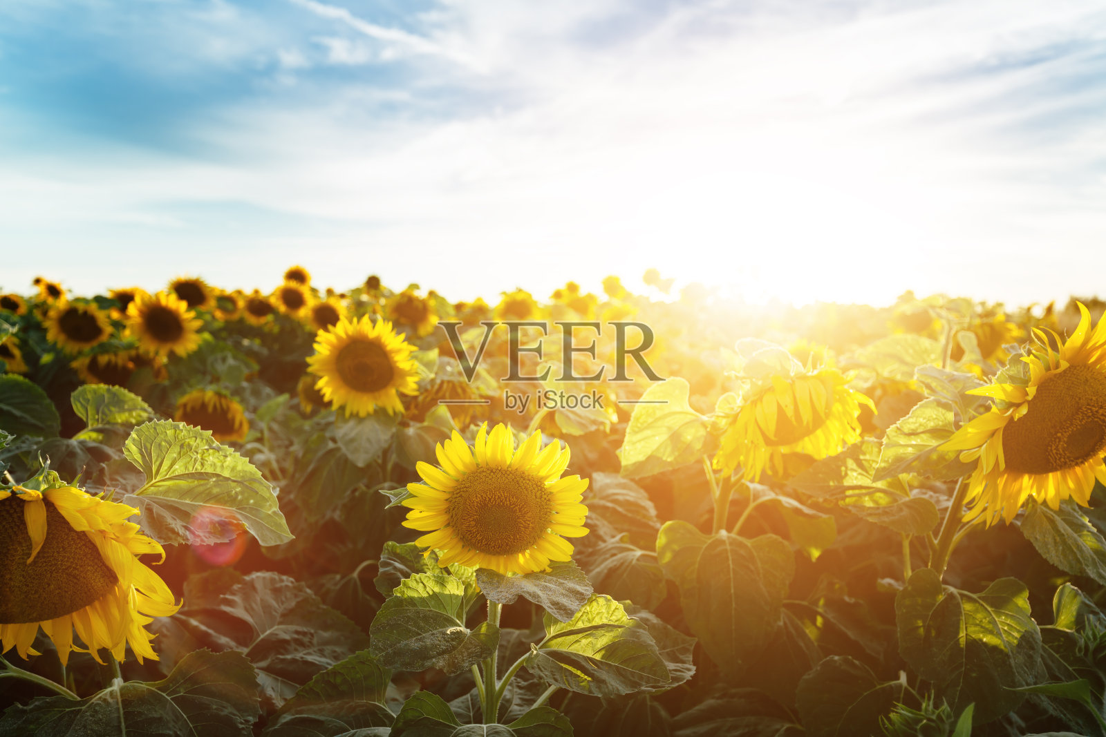 田野里的向日葵照片摄影图片