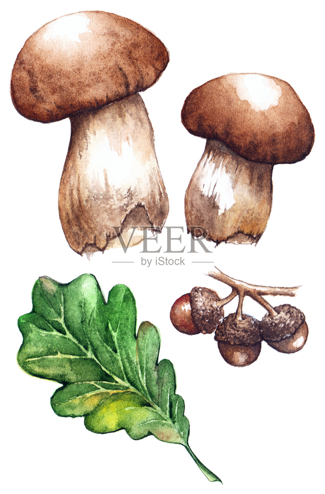 水彩橡树，绿叶，橡子，白蘑菇，牛肝菌集孤立插画图片素材