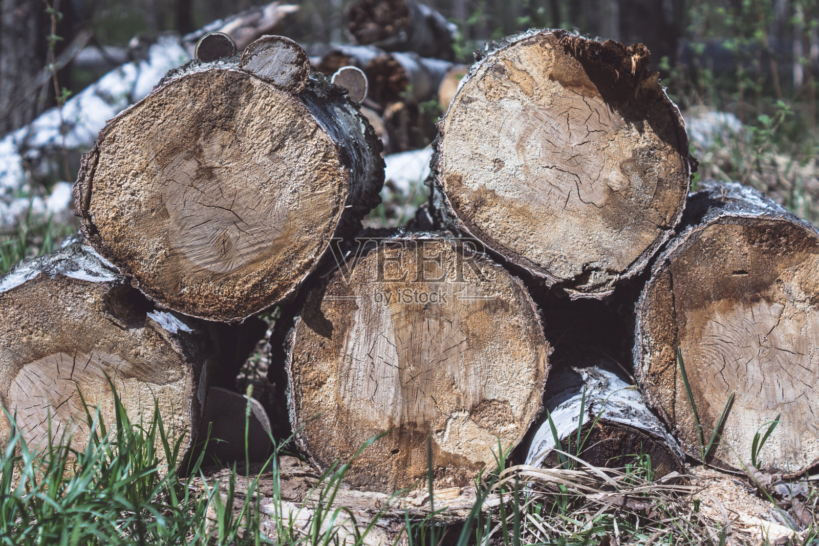 树林中的桦木原木照片摄影图片