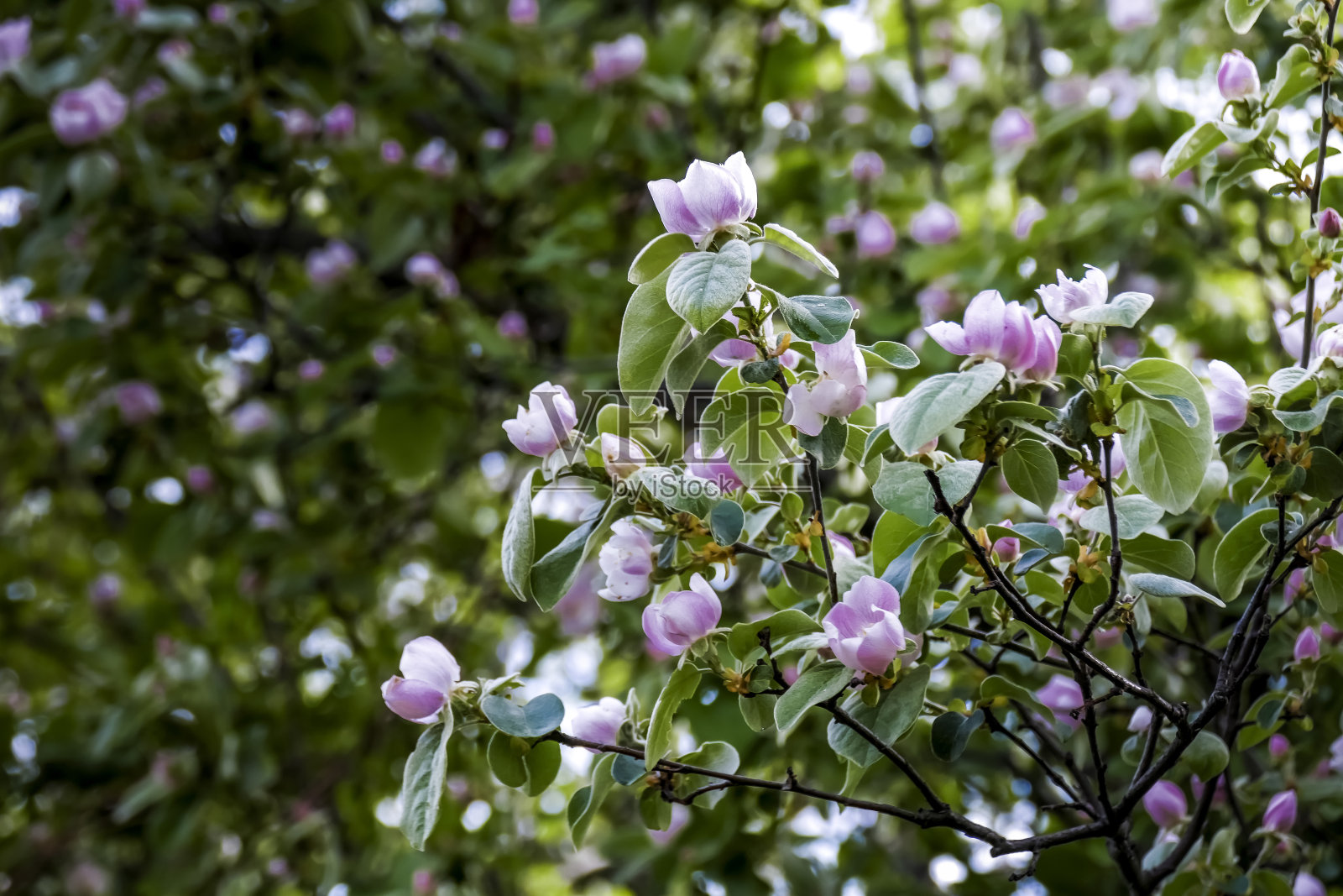 花枝，特写照片摄影图片