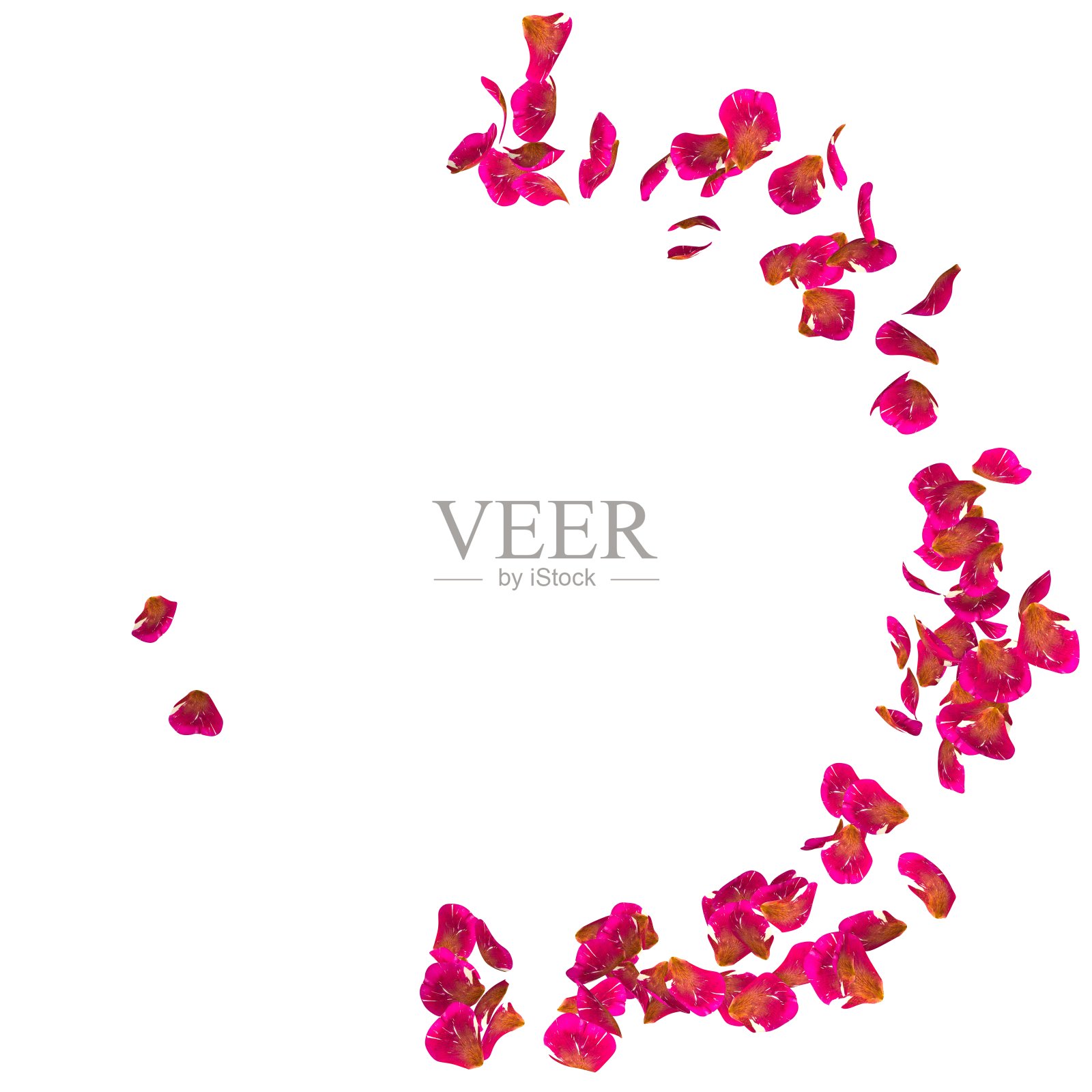 有斑点的玫瑰花瓣围成一圈飞舞照片摄影图片