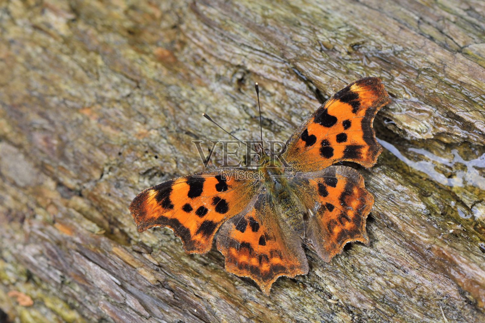 蝴蝶照片摄影图片