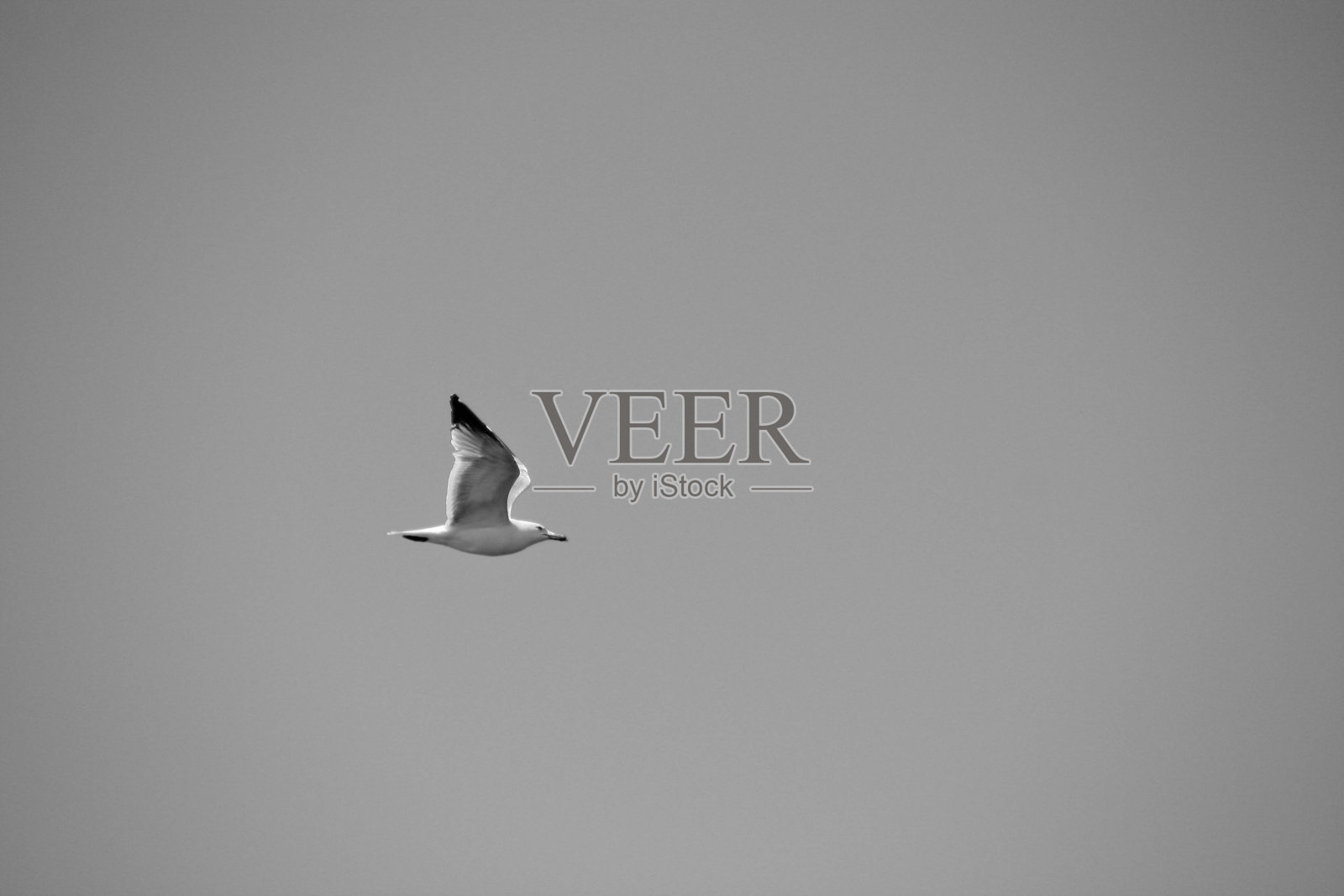 海鸥照片摄影图片