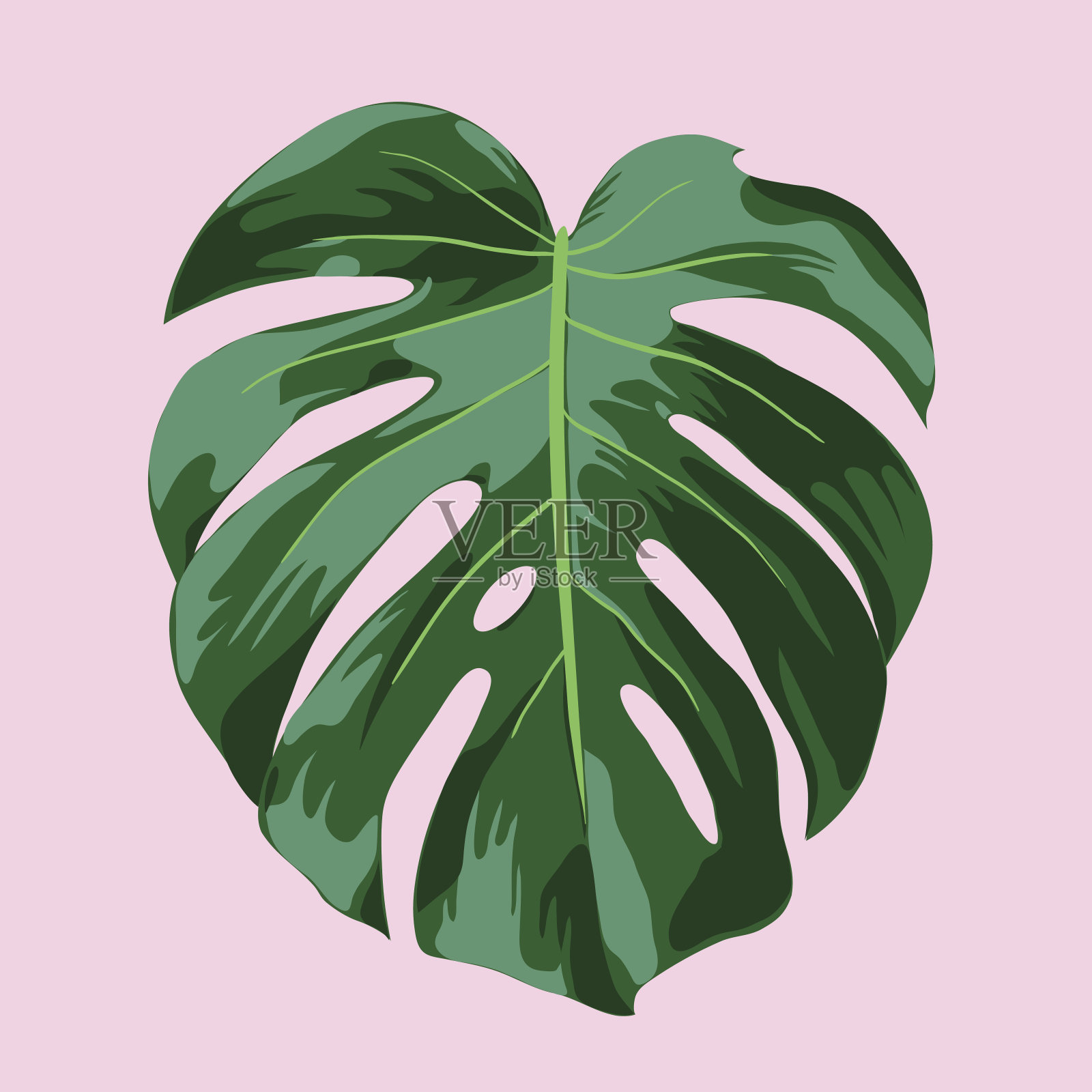 Monstera热带叶子插图设计元素图片