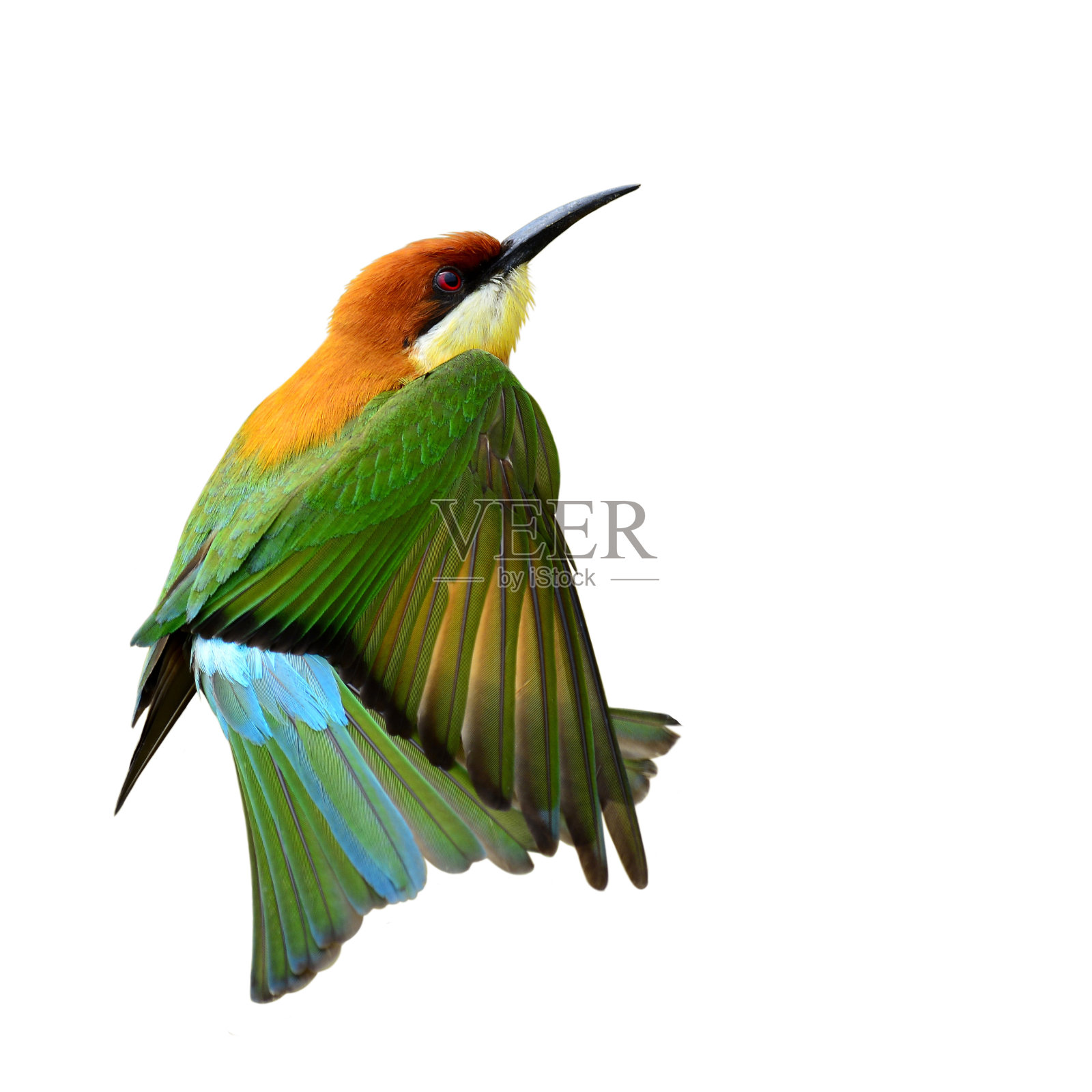 栗色头食蜂鸟，美丽的绿色鸟，棕色的头照片摄影图片