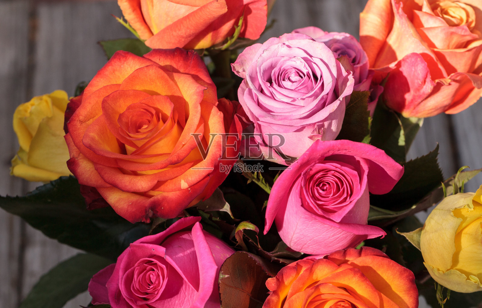 五颜六色的玫瑰照片摄影图片