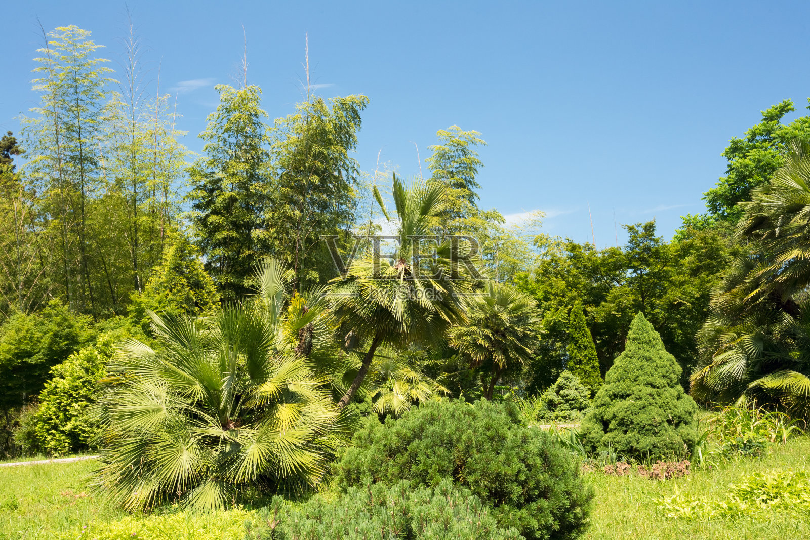 美丽的春天热带花园或森林森林。没有人。夏天自然景观照片摄影图片