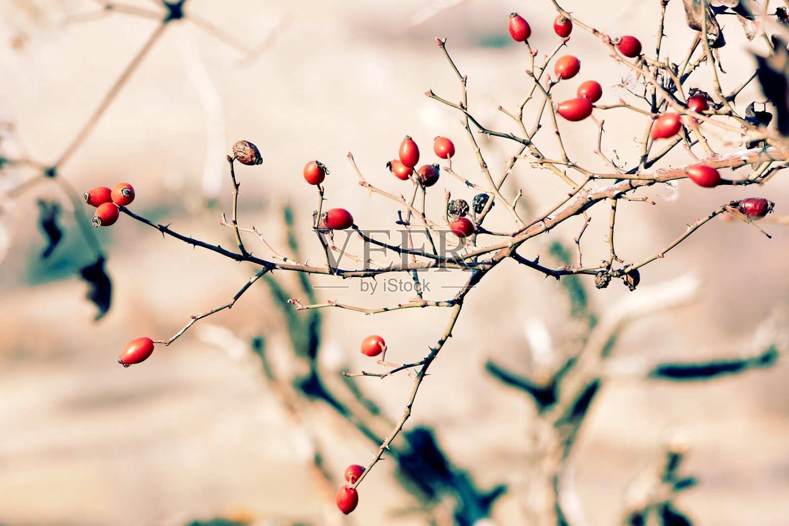 红色的荆棘照片摄影图片