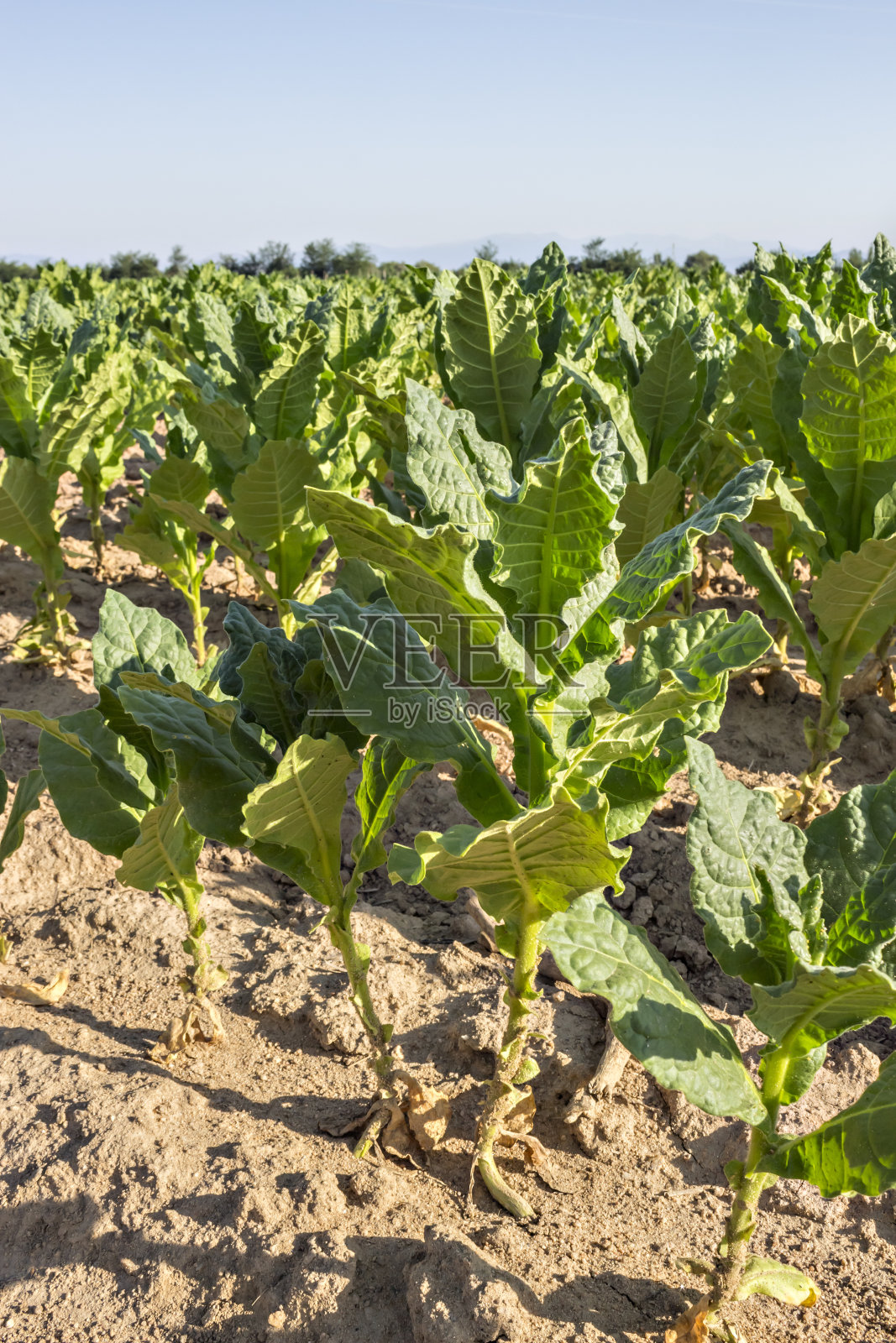 烟叶照片摄影图片