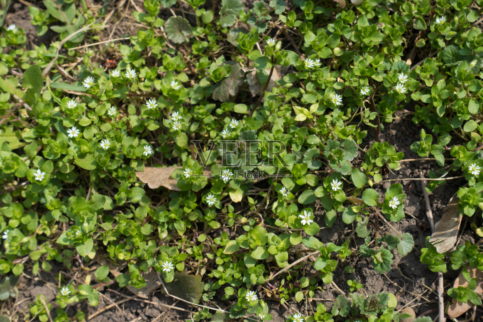 春天覆盖地面的星草照片摄影图片