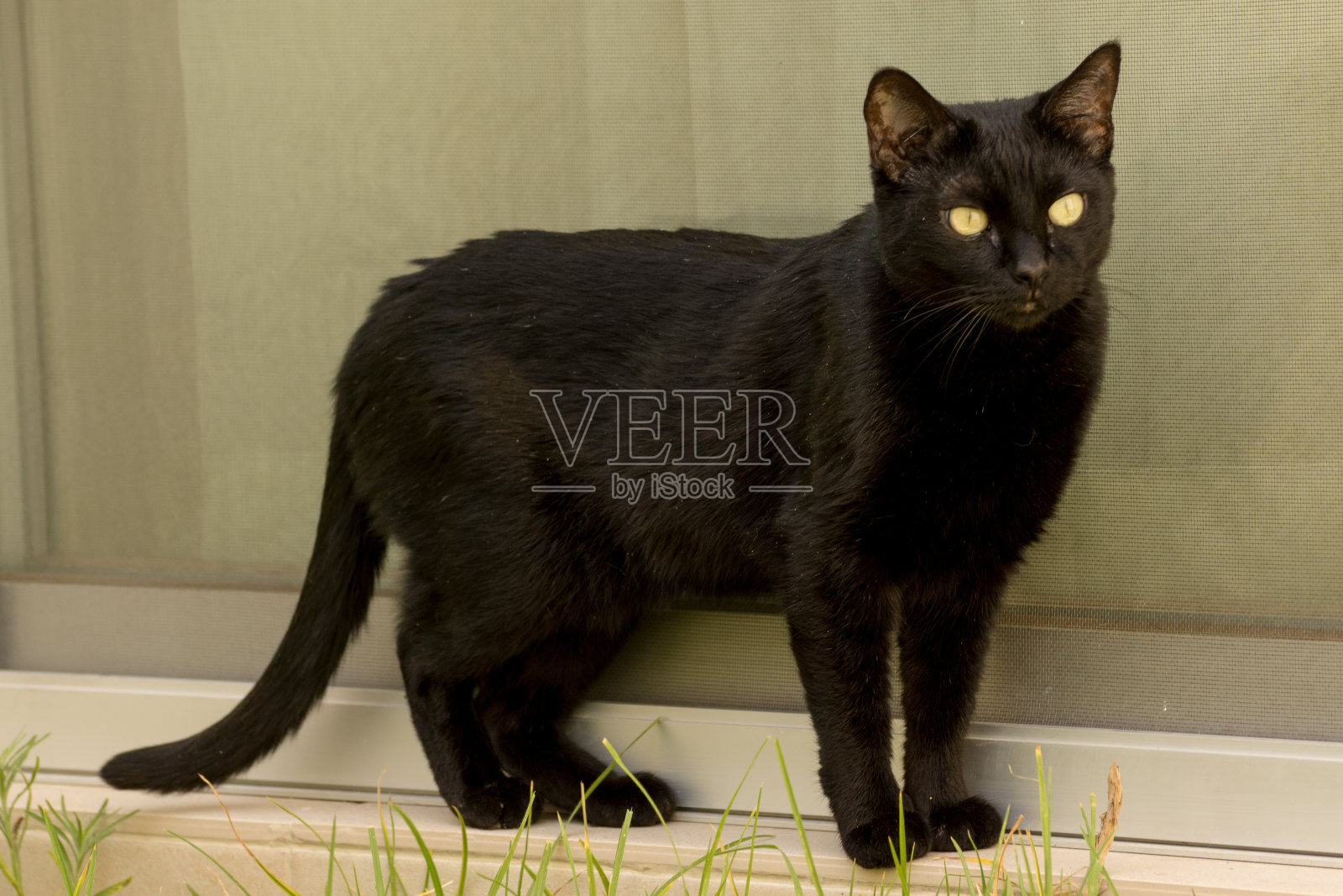 猫在花园里的肖像照片摄影图片