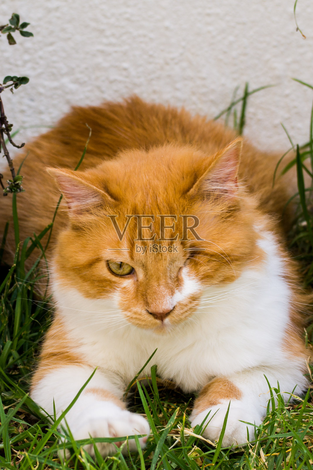 猫在花园里的肖像照片摄影图片