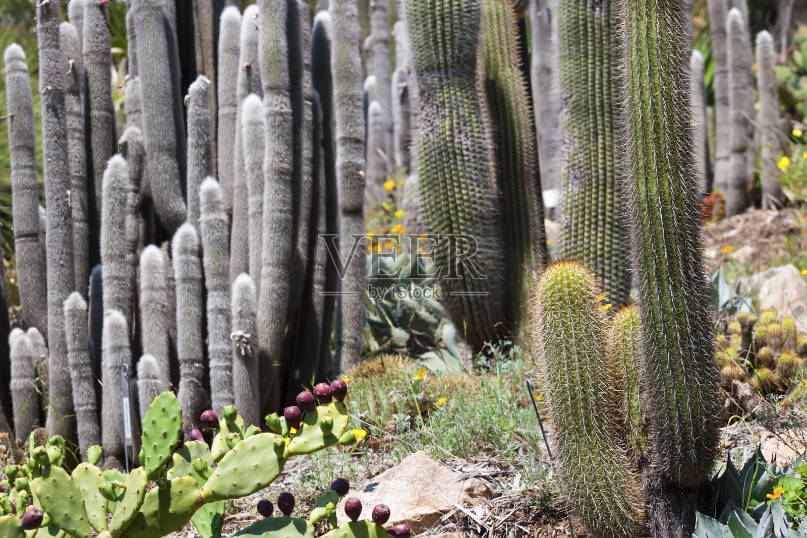 仙人掌自然的绿色背景照片摄影图片