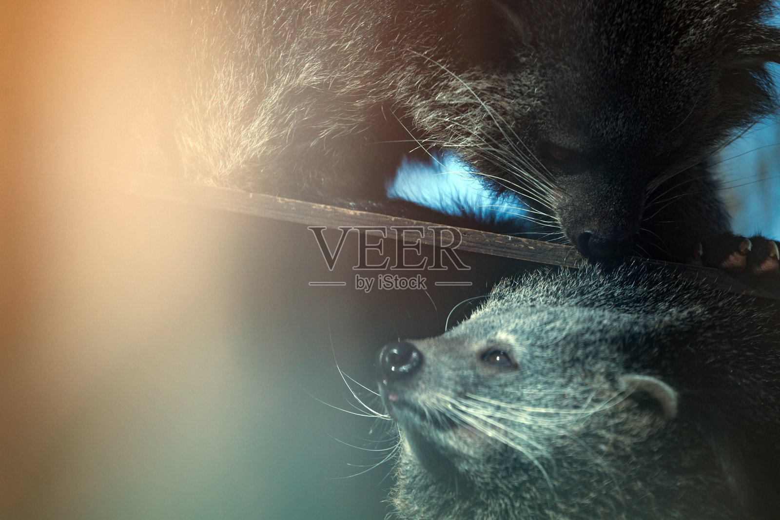 珍稀美丽濒临灭绝的熊狸动物感人照片摄影图片