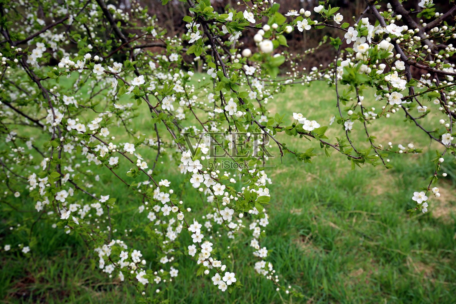 樱花盛开的树枝照片摄影图片