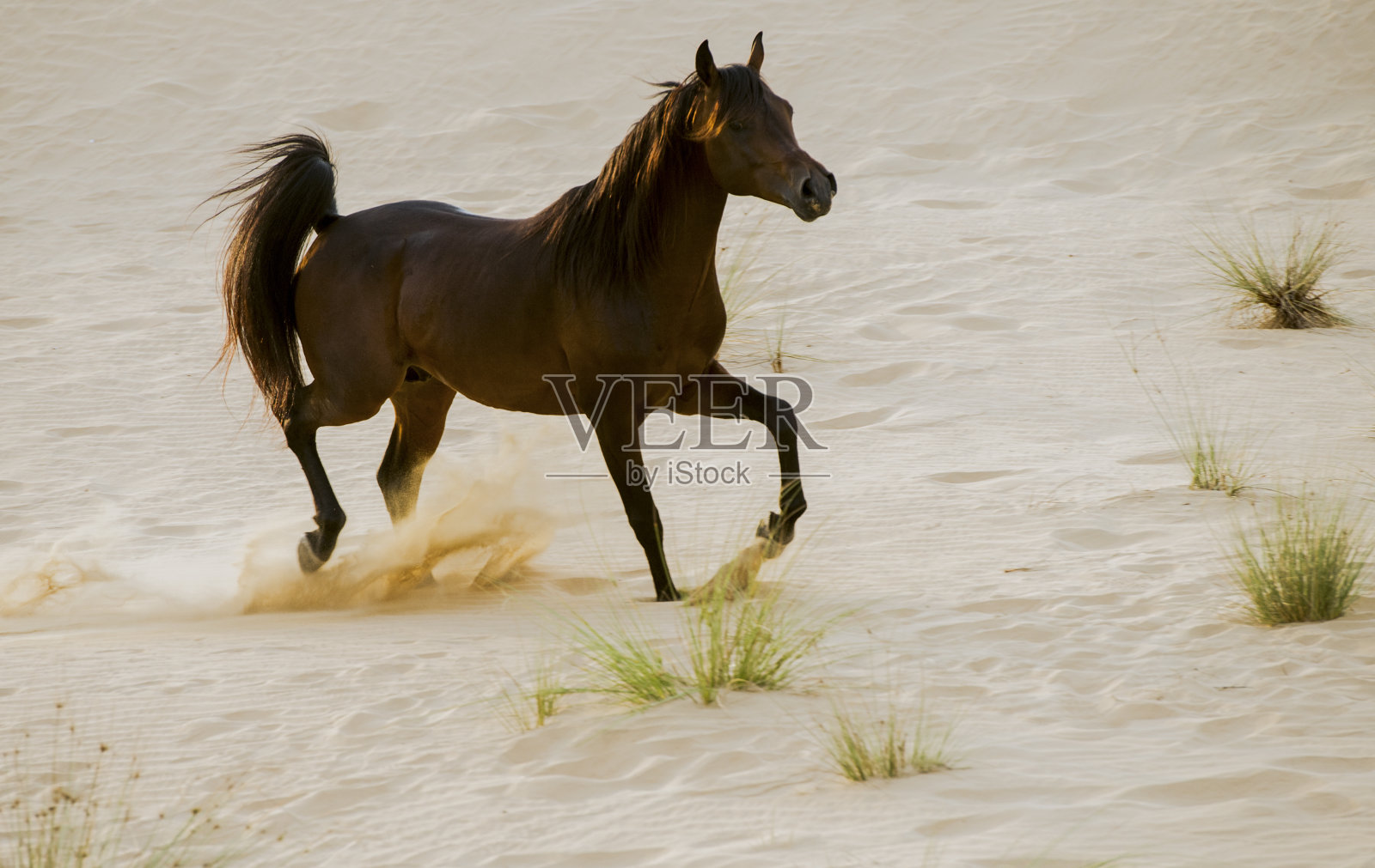 沙漠中奔跑的阿拉伯纯种马照片摄影图片