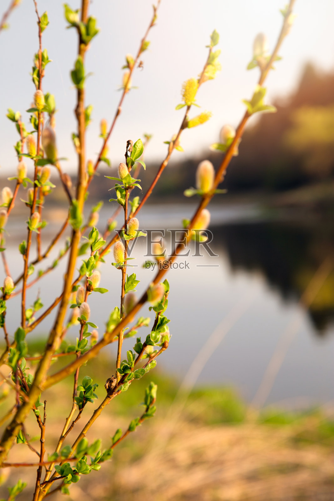 分枝有肾和年轻的绿叶照片摄影图片