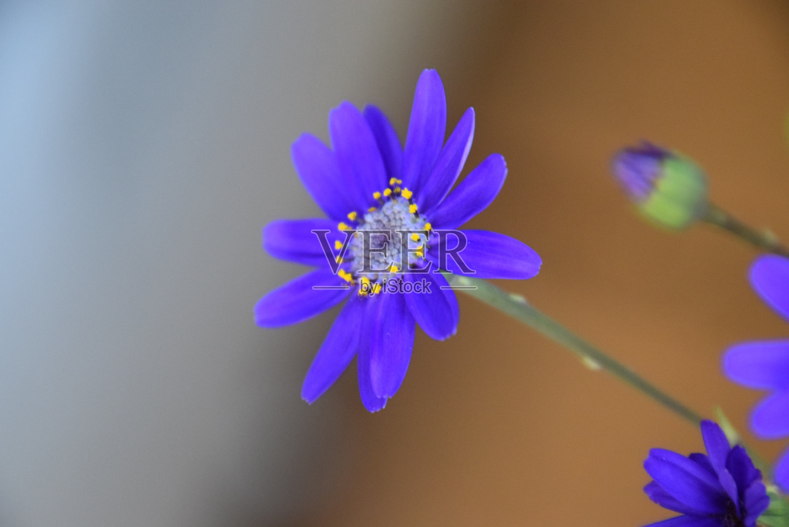 紫雏菊照片摄影图片