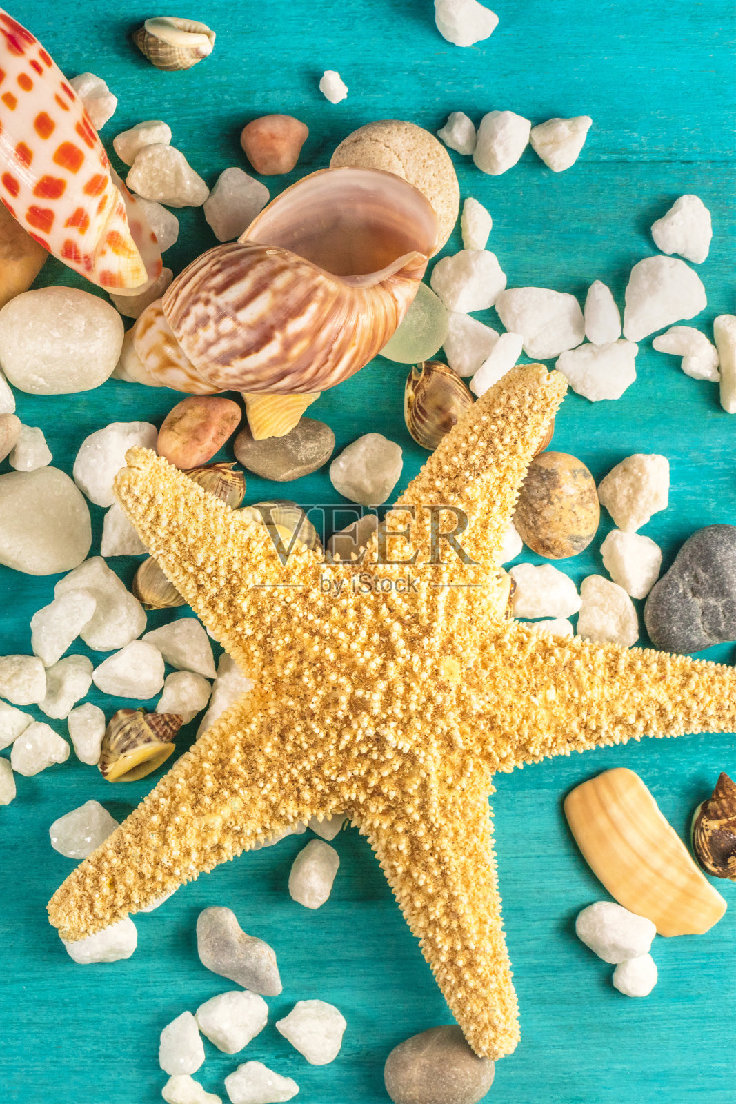 海星，贝壳，鹅卵石上充满活力的绿松石背景照片摄影图片