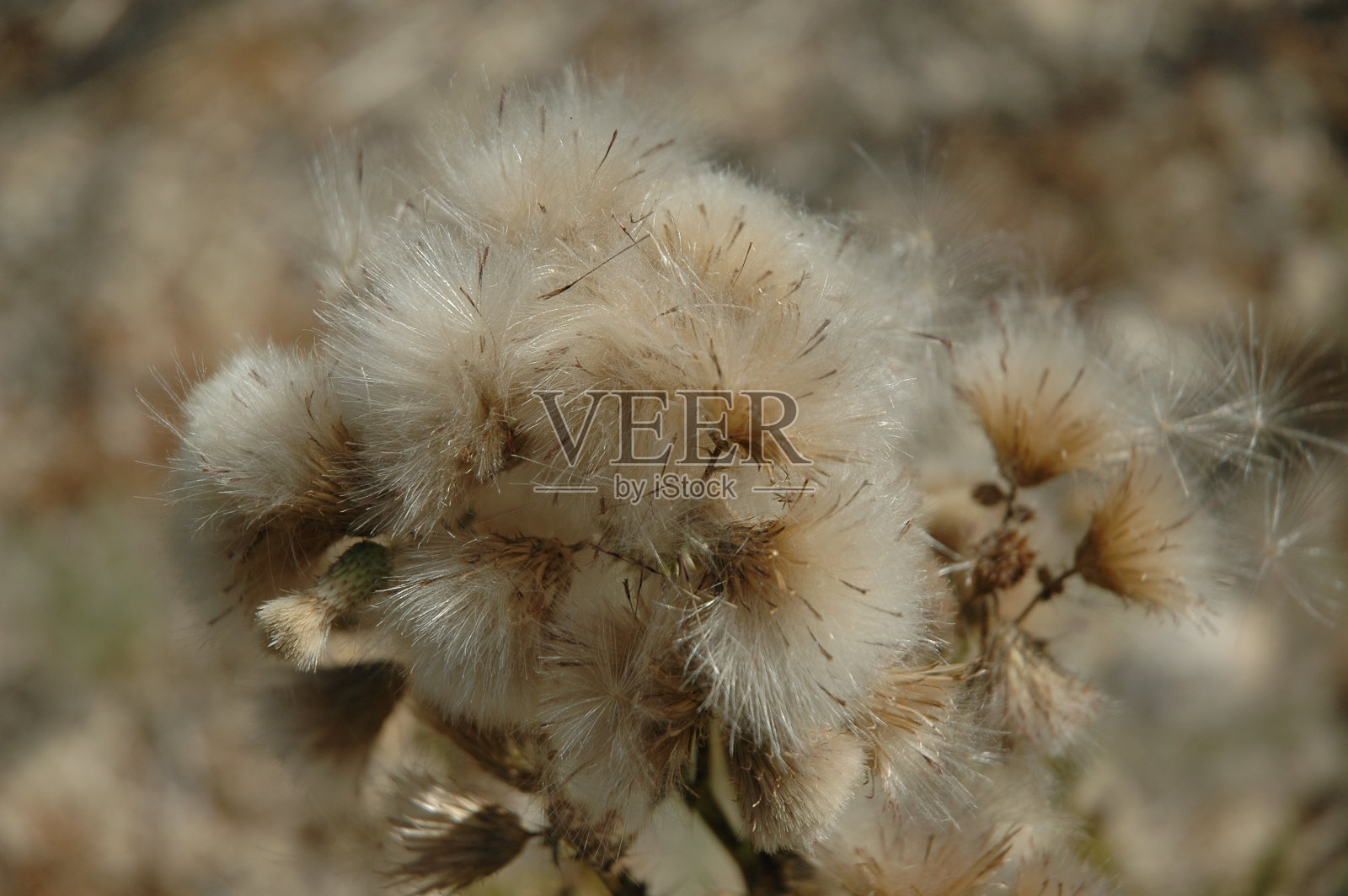 西班牙的普斯特布卢姆/勒文扎恩照片摄影图片