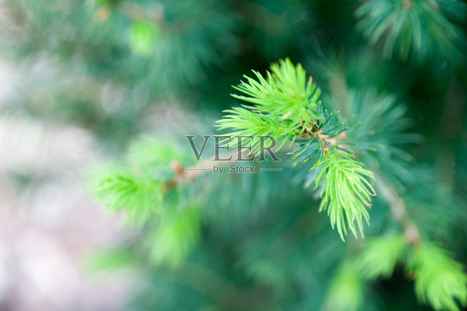巴德Spruce照片摄影图片
