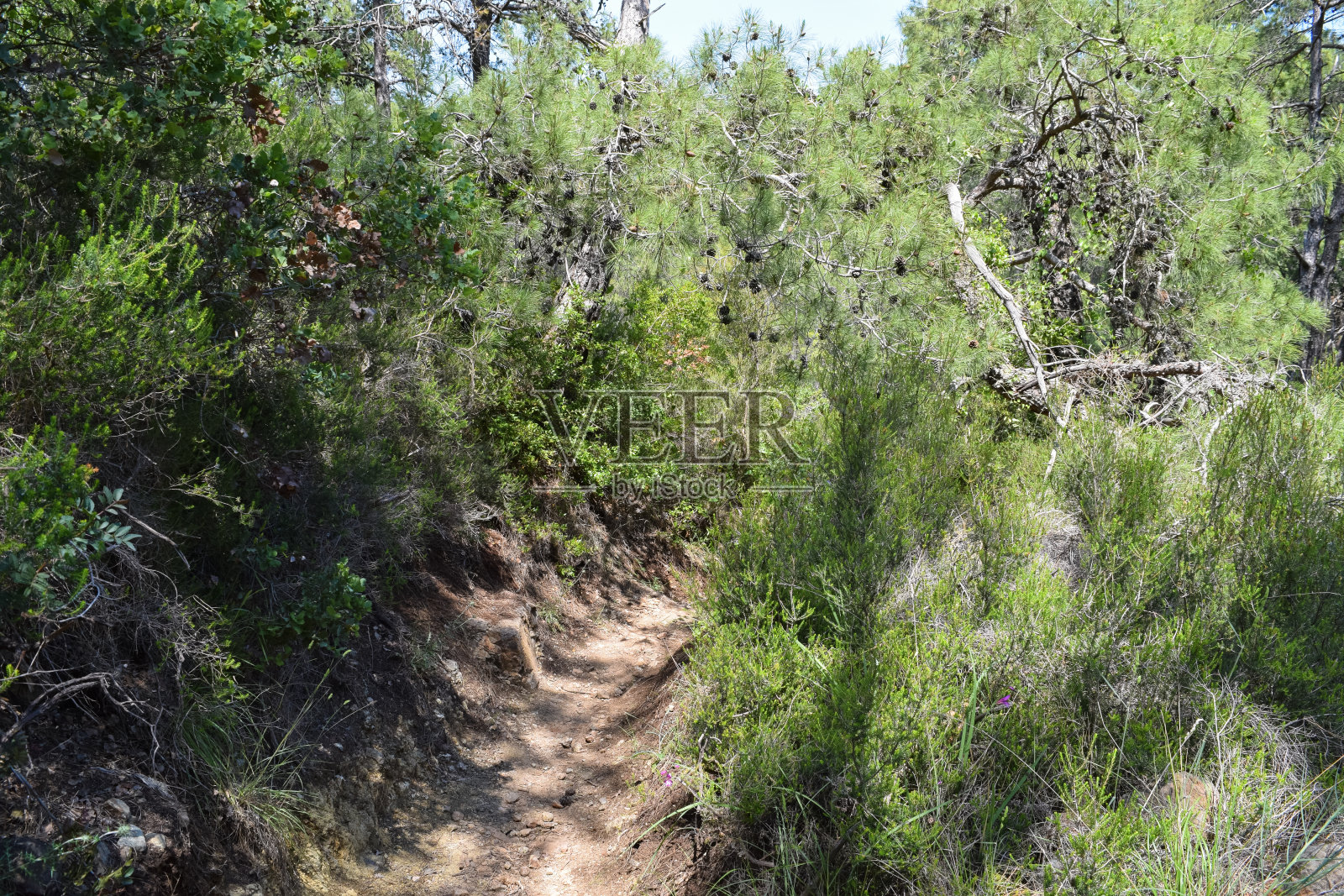 植物的土耳其。克姆地区自然。Calis Tepe(山)小径。小亚细亚特有的松林照片摄影图片