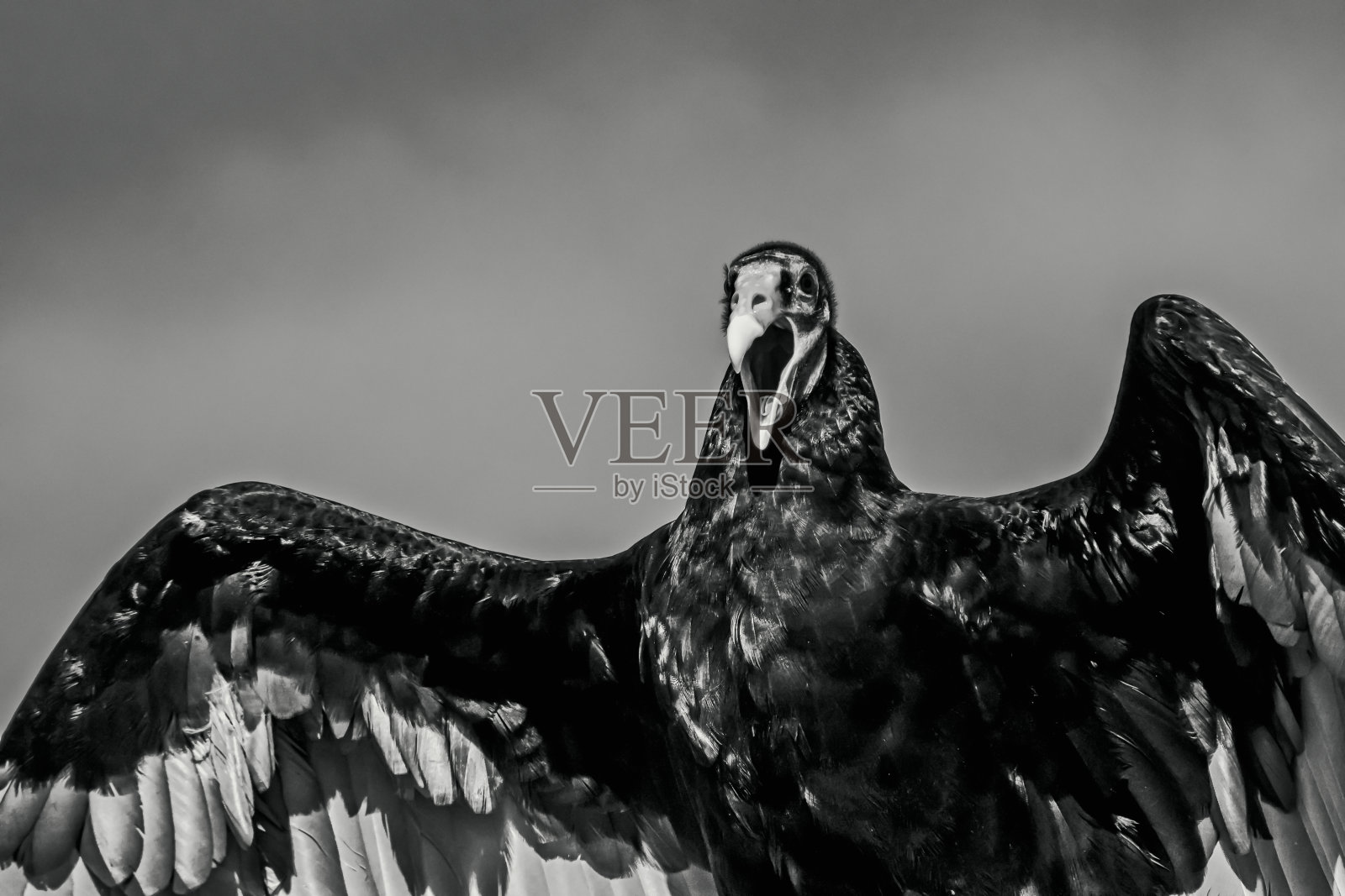 黑色秃鹫的翅膀和喙开放的B&W照片摄影图片