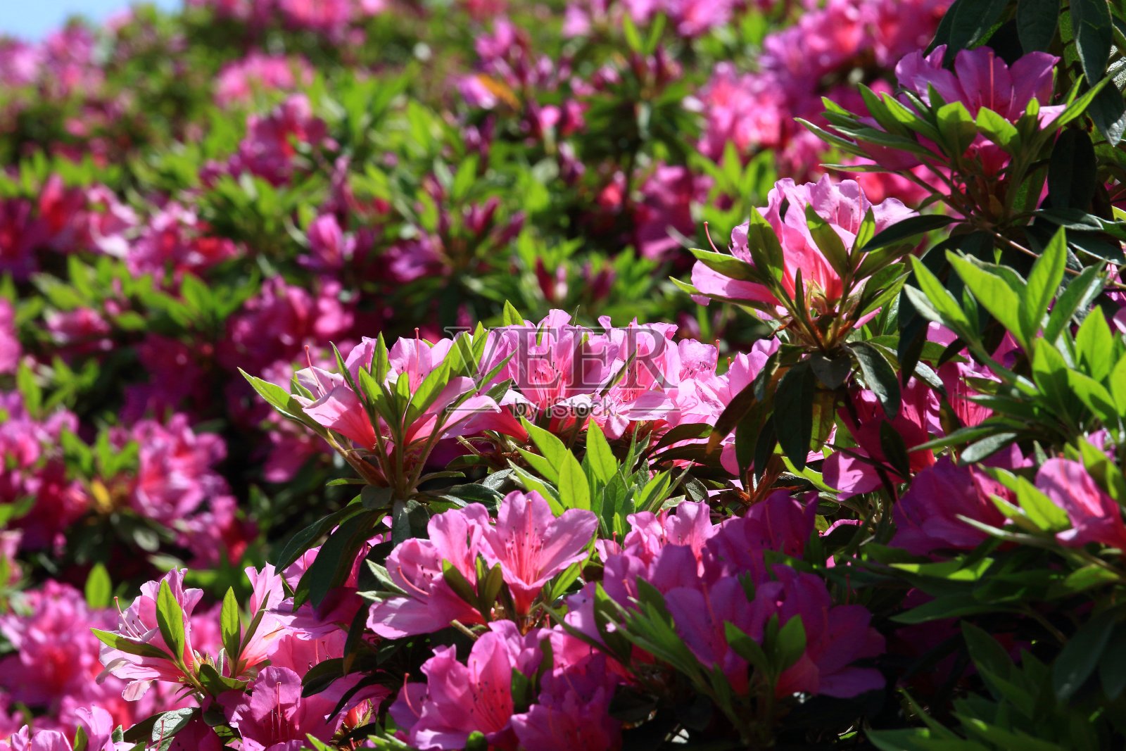杜鹃花照片摄影图片
