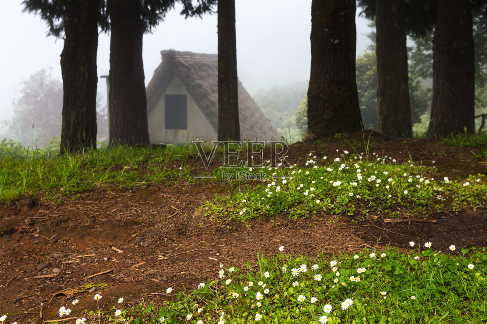 黑暗迷雾森林中的小茅屋照片摄影图片